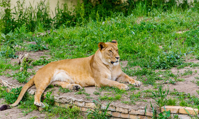 Naklejka na ściany i meble Female Lion Laying on the Grass in the Zoo 