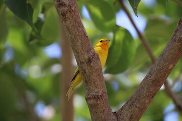 cute yellow bird