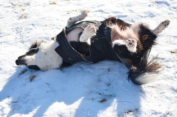 Happy Dog Having Fun and Playing and Rolling in the Snow in the Winter 