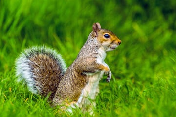 An inquisitive squirrel surveys the landscape of a field in Bodiam, Sussex in springtime with defocused background
