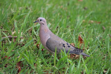 pigeon on grass