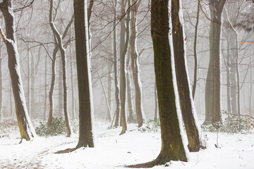 Forest covered in snow and fog during winter time in the south of the Netherlands. The snow sticks against the tree trunks which provide an idyllic image.   
