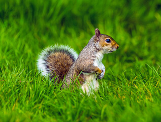 A squirrel apprehensively surveys the landscape of a field in Bodiam, Sussex in springtime with...