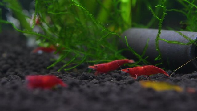 Red Sakura and Tangarine Golden tiger shrimp on a soil bottom
