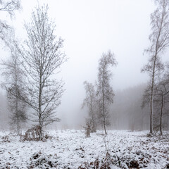 Forest covered in snow and fog during winter time in the south of the Netherlands. The snow sticks against the tree trunks which provide an idyllic image.   