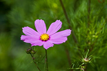 Pink cosmos flower with bud in a garden, Sofia, Bulgaria   