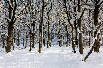 Beech forest in the snow