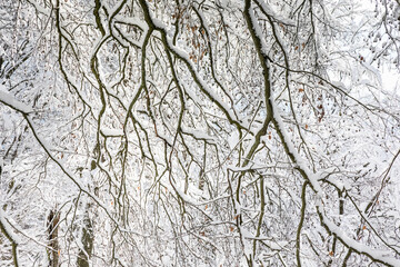 Branches of beech tree in the snow