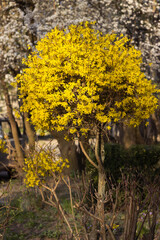Forsythia europaea, a flowering forsythia bush with yellow flowers, spring. A plant near flower...