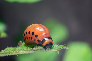 Colorado potato beetle larvae eats potato leaves, damaging agriculture