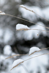 
Winter nature. Grass under the snow. Winter day in nature