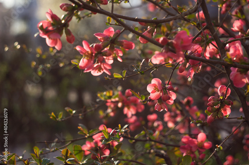 Fototapete Henomeles Japanese Quince Henomeles Bush Blooms Forsythia With Red Flowers Spring A Plant In A Flower Bed Background Lyudmilka N