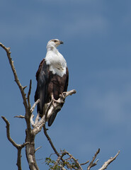 African fish eagle