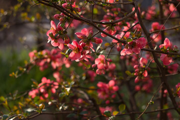 Henomeles Japanese quince. Henomeles bush blooms forsythia with red flowers, spring. A plant in a...
