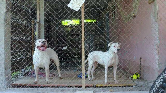 Two large dogs of the race pitbull behind a high metal fence