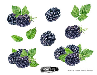 Blackberries set watercolor illustration isolated on white background © cosmicanna
