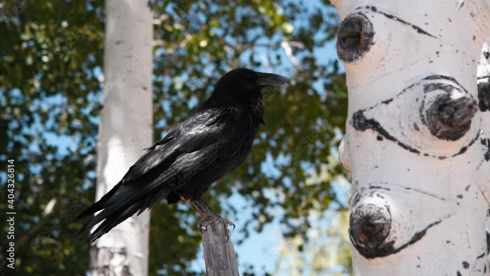 Poster black bird in the forest near a tree slow motion