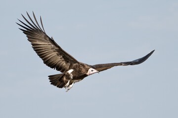 A hooded vulture in flight in the Great Wildebeest Migration.