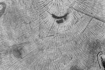 Closeup top view black and white flatlay photography of beautiful natural organic wooden texture of real old tree. Abstract natural photo background