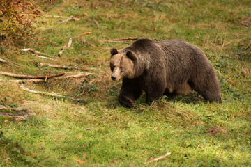 female brown bear (Ursus arctos) runs over a forest glade to the safety of the forest