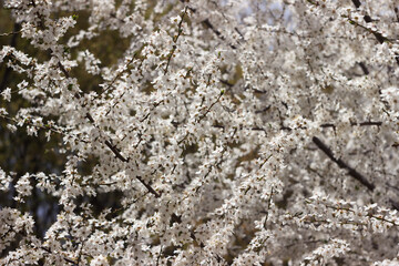 Many small white flowers on the tree in spring in sunny clear weather, background. The coming of spring concept