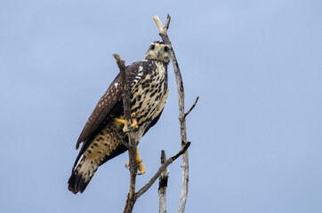 eagle on tree looks into camera - riviera maya, mexico