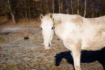 Beautiful mare arabian horse relaxing on the field