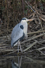 Graureiher (Ardea cinerea)