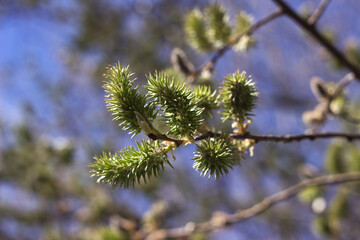 A branch of fluffy Pussy willow, blossoming pussy willow in spring against a blue sky. Coming of spring concept, blurred background