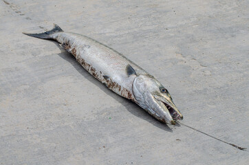 barracuda catch - fishing in mexico