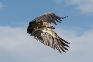 White-backed vulture in flight in the Maasai Mara during the great migration.