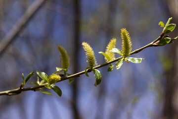 A branch of fluffy Pussy willow, blossoming pussy willow in spring against a blue sky. Coming of spring concept, background