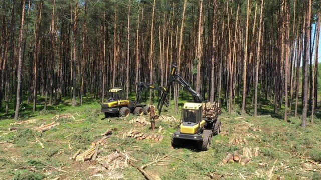 Forestry machine harvester cutting trees