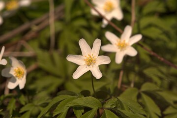 Naklejka na ściany i meble Anemone nemorosa, wood anemone. Blooming white flowers