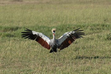 Grey crowned crane with wings spread in the Maasai Mara Reserve in Kenya.