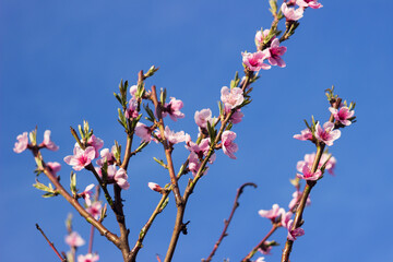 Pink peach flowers against a blue sky in clear weather. Blooming tree in the garden, background