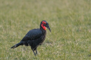 Southern ground hornbill