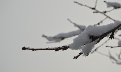 snow covered branches