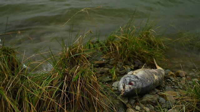 Dead chum salmon. This epic journey also called as salmon run, when salmons migrate back from the ocean to the river where they were born to lay their eggs and complete their life cycle.