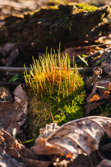 Moss Tortula muralis between dry leaves in forest at sunny spring day. Selective focus, vertical view.