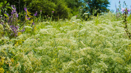 flowering plants and herbs in the meadow on a sunny day.