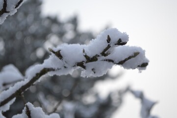 snow covered branches of tree