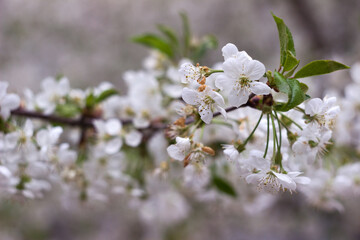 Blooming tree in spring, blurred background. Small white flowers on a cherry tree. Place for text