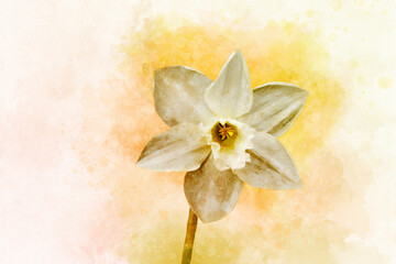 Watercolor daffodil. Hand drawn watercolor spring flower perfect for design greeting card or print.