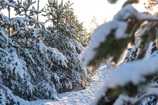 Fantastic landscape glowing by sunlight. Dramatic wintry scene. Kingisepp, Russia, Europe. Beauty world. Happy New Year