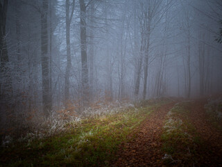Naklejka premium Mysterious foggy forest covered with rime in late autumn. Forest road covered with colourful leafs,fog,trees covered with rime, gloomy autumnal landscape. Jeseniky mountains, Eastern Europe, Moravia. 