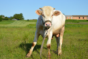 Fototapeta na wymiar A young white bull is aggressive. Domestic artiodactyl animal.