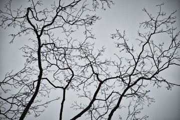 Black and white tree branches without foliage in winter time