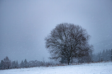 Hilly landscape with solitary tree during heavy snowfall, bad weather, fog, trees covered with snow...