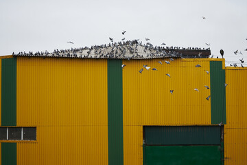 Large flock of pigeons on the roof of a farm building